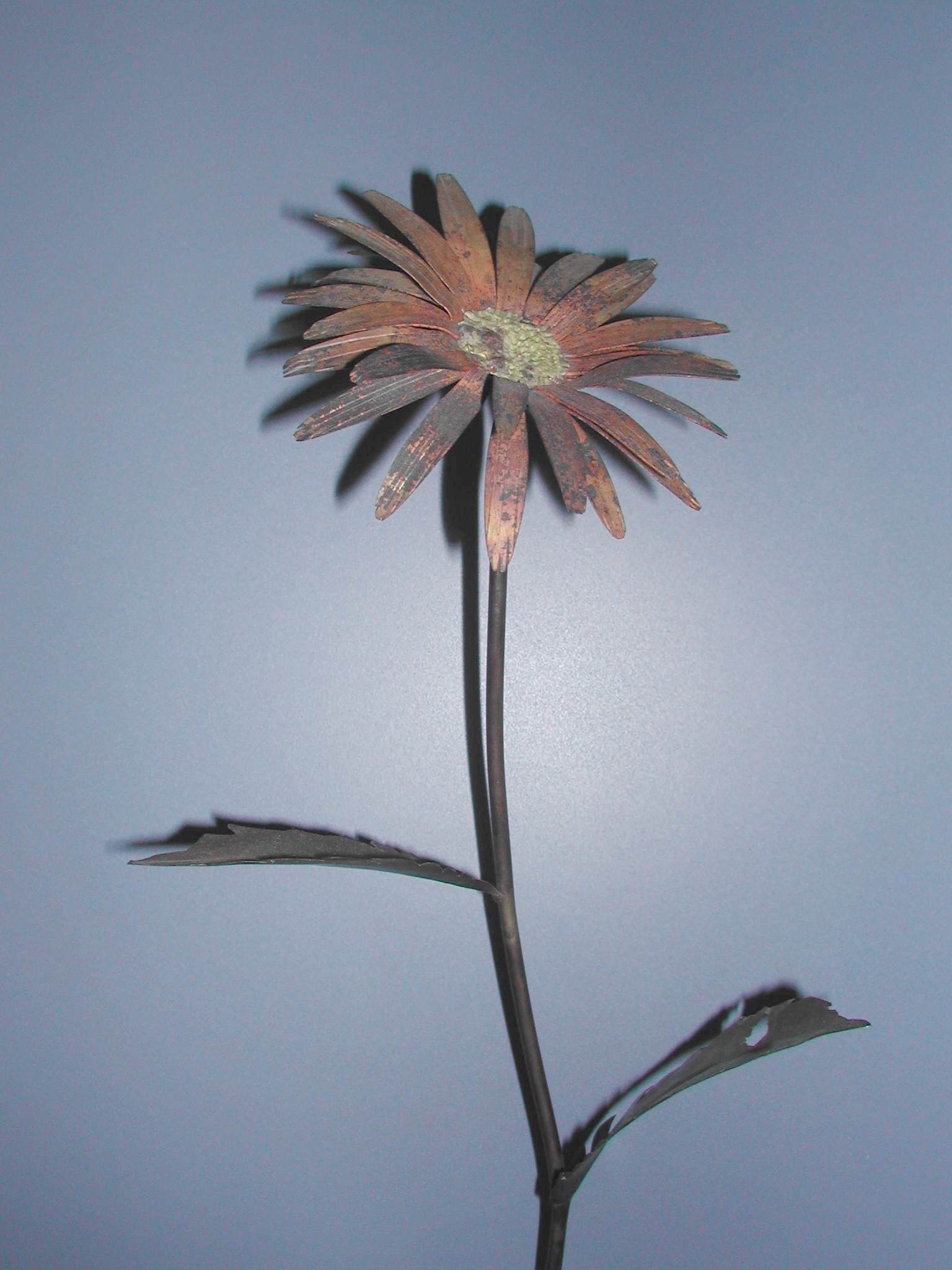 Gerbera